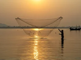 Fisherman casting a net into the water at sunrise, showcasing traditional net fishing techniques.