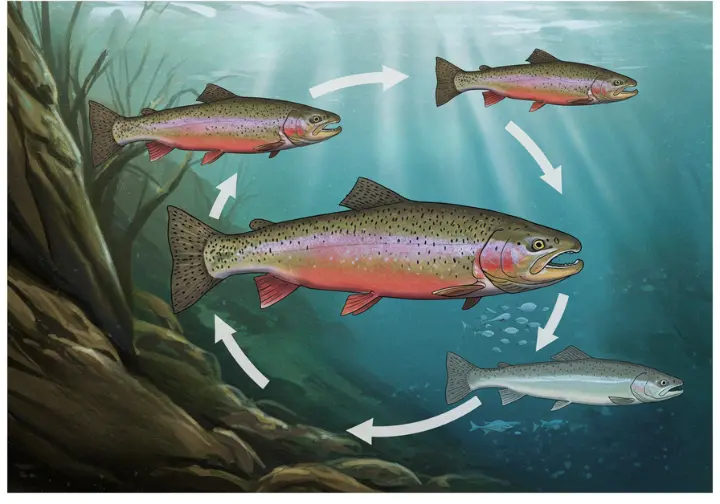 The steelhead life cycle, noting their anadromous nature and different types of runs.