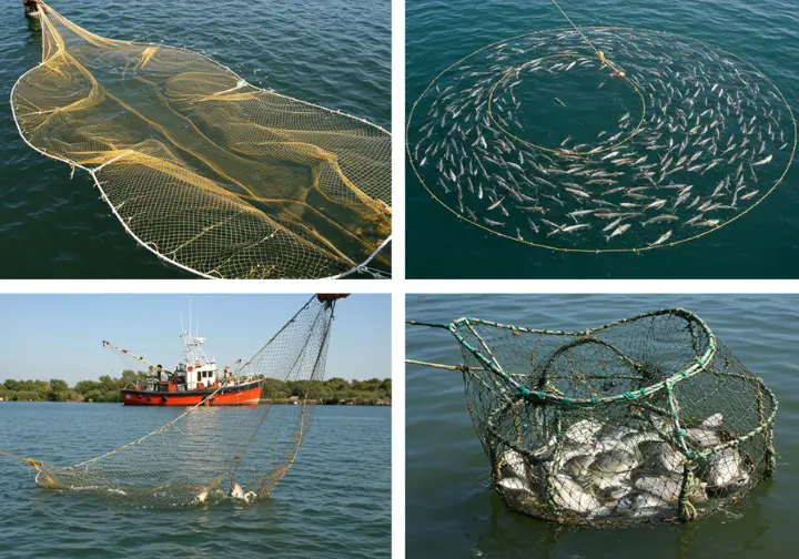 Illustration of different fishing nets, including gill nets, seine nets, trawl nets, cast nets, and trap nets.