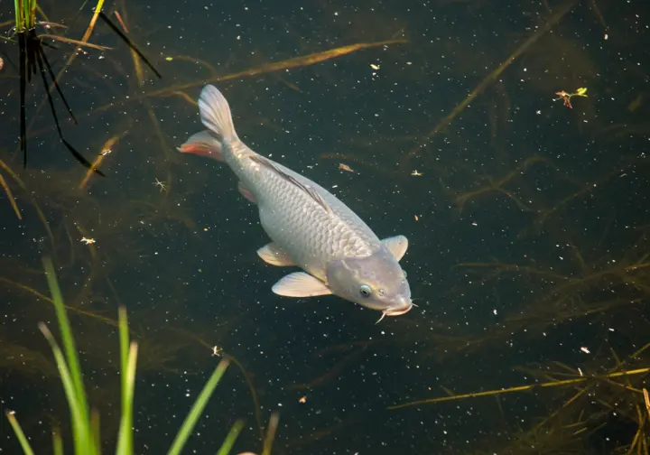 Different types of carp and their unique habitats and feeding behaviors.