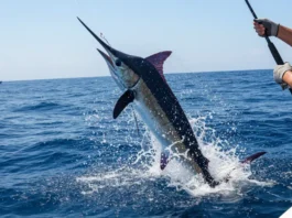 Marlin leaping out of water, caught with deep water fishing gear, showcasing rod and line strength.