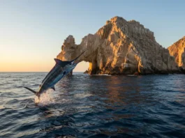 Marlin leaping near El Arco rock formation in Cabo San Lucas at sunset, highlighting 2025 fishing adventures.