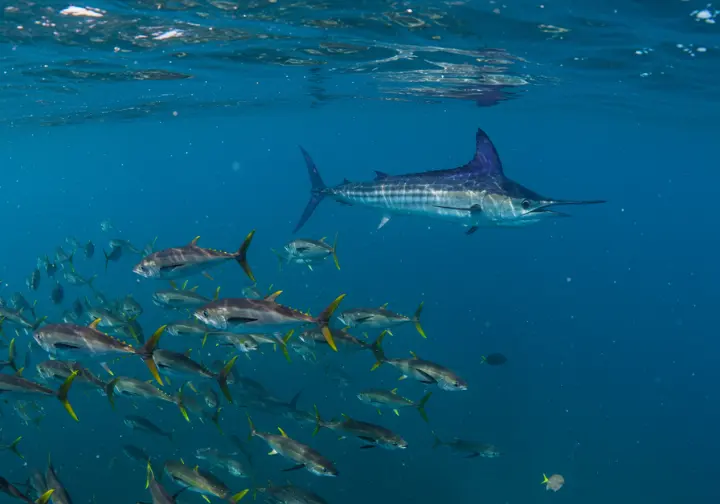 Underwater scene showcasing yellowfin tuna and striped marlin in Cabo San Lucas, highlighting the rich marine biodiversity.