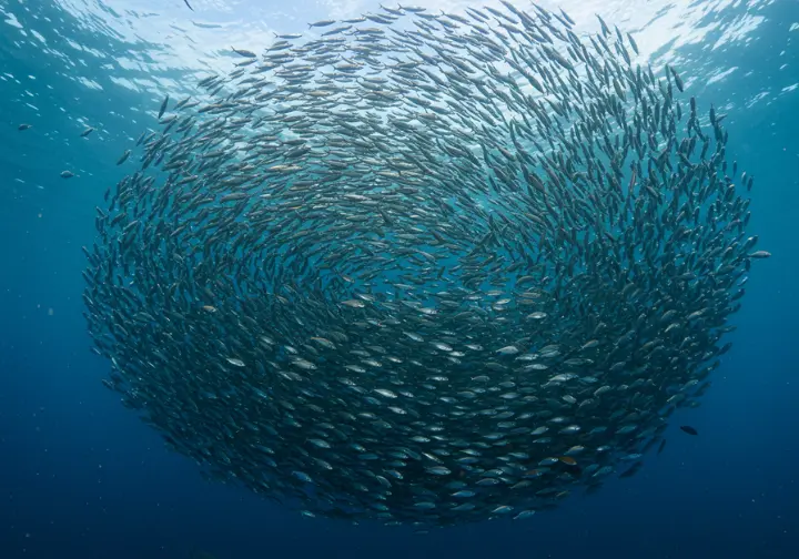 A huge, dense school of silvery fish swirling in sunlit blue ocean water, illustrating the vast numbers of fish species.