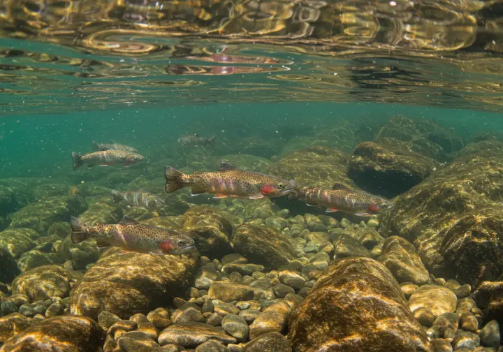 Underwater view of trout in a river, illustrating fish behavior.