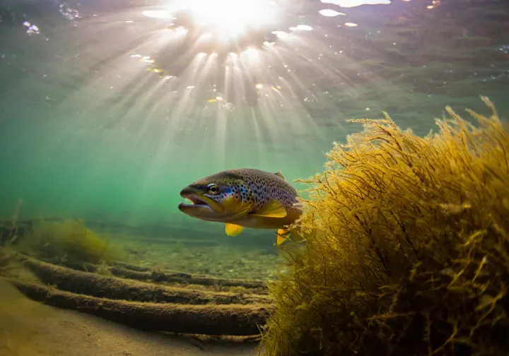 Trout swimming near underwater structure (weed bed or logs) in a clear lake, illustrating trout lake habitat.