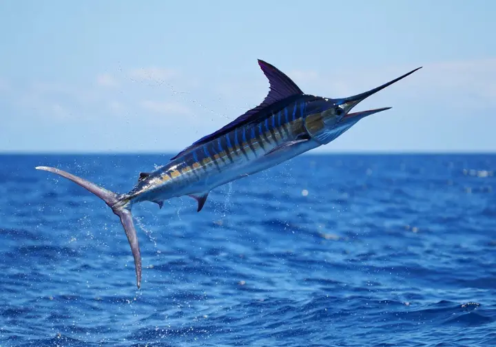 Striped Marlin leaping dramatically out of the water, representing peak fishing season action in Cabo's calendar.