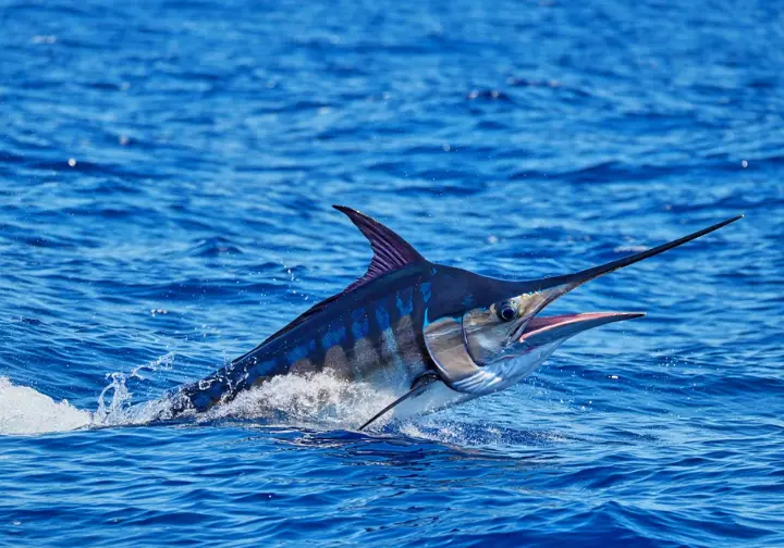 Majestic Blue Marlin tail-walking on the ocean surface, showcasing one of Cabo's star fish species.