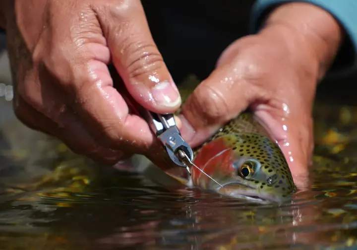 Angler practicing responsible lake trout angling by carefully releasing a trout underwater.
