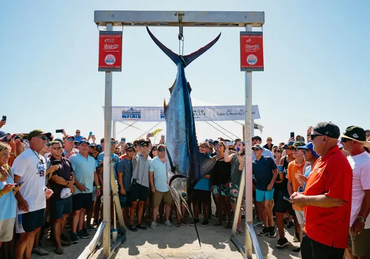 Exciting weigh-in scene at a major Cabo fishing tournament, showing a large fish and crowds.