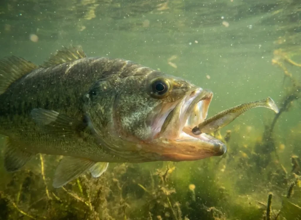 Underwater close-up of a largemouth bass with its mouth wide open in a suction feeding motion near underwater vegetation.