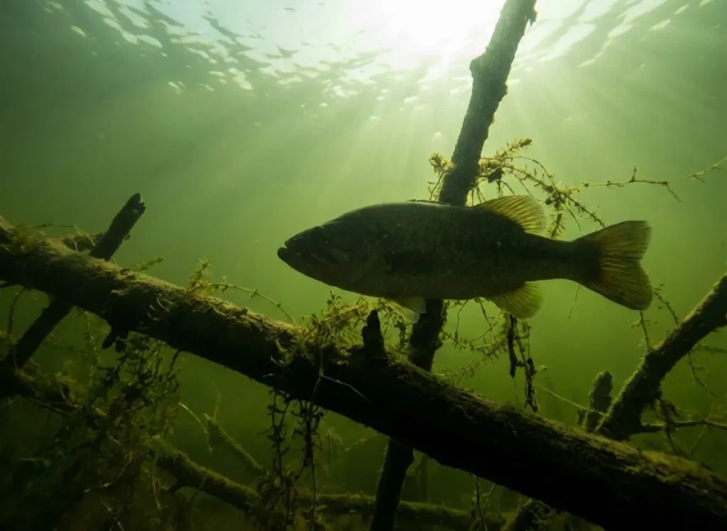 Underwater view of a largemouth bass suspended near a sunken log with sunlight filtering through the water surface.
