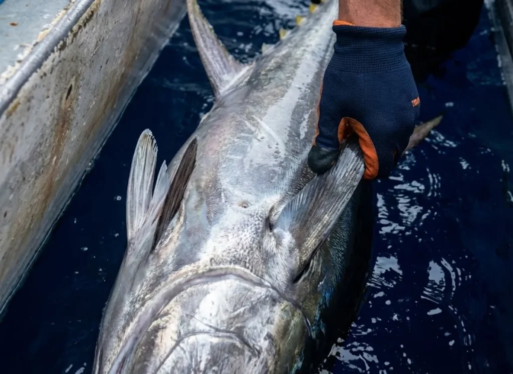 Close up view of the tail section and hydrodynamic fin slots of a Bluefin Tuna in the water.