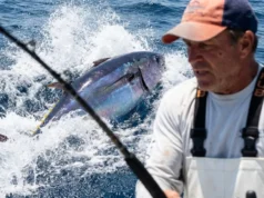 Bluefin Tuna Facts: The Angler’s Tactical Guide A giant Atlantic Bluefin Tuna breaching the surface of the ocean in a splash of whitewater after striking a lure.