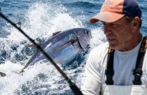 Bluefin Tuna Facts: The Angler’s Tactical Guide A giant Atlantic Bluefin Tuna breaching the surface of the ocean in a splash of whitewater after striking a lure.