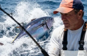 Bluefin Tuna Facts: The Angler’s Tactical Guide A giant Atlantic Bluefin Tuna breaching the surface of the ocean in a splash of whitewater after striking a lure.