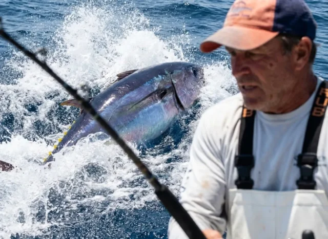 bluefin-tuna-surface-strike A giant Atlantic Bluefin Tuna breaching the surface of the ocean in a splash of whitewater after striking a lure.