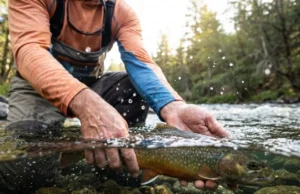 Catch and Release Techniques: The Science-Based Guide Close-up of an angler's hands releasing a trout back into the water, viewing from the water level.