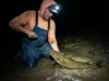 Channel Catfish Facts: The Angler’s Biological Guide An angler wearing a headlamp lands a channel catfish on a riverbank at night.