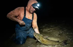 Channel Catfish Facts: The Angler’s Biological Guide An angler wearing a headlamp lands a channel catfish on a riverbank at night.