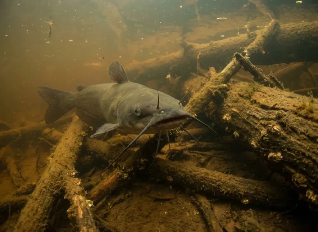 An underwater shot of a channel catfish swimming near river bottom debris with its barbels extended.