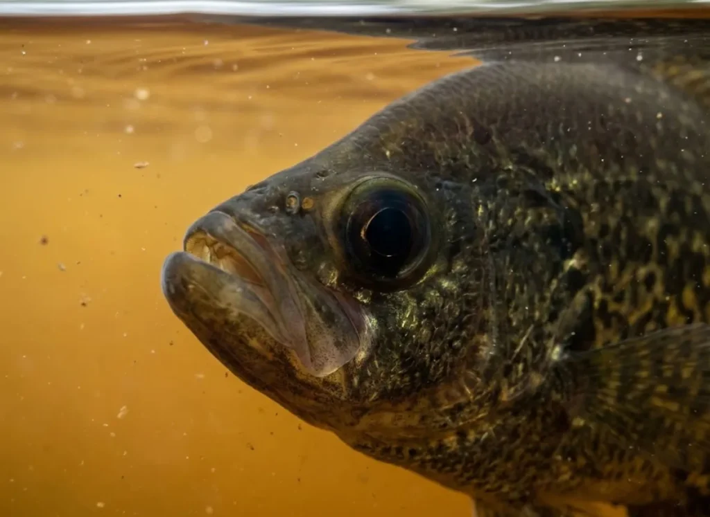 Extreme close-up macro shot of a crappie's eye and mouth underwater, showing detailed scale texture.