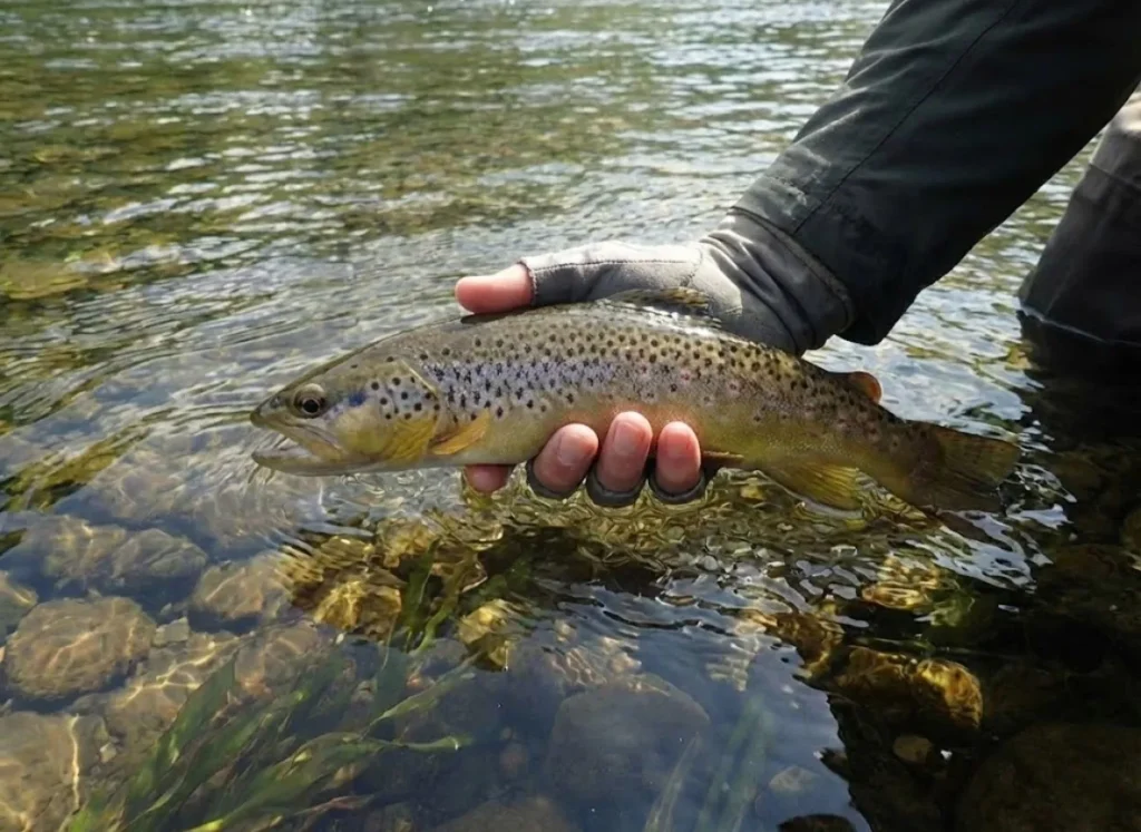 Rainbow trout being gently released from a rubberized net while staying in the water.