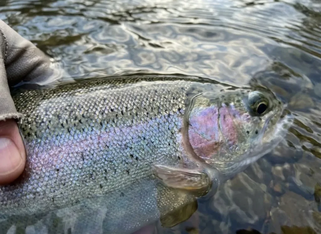 Close-up macro shot of a fish's scales and slime coat underwater, highlighting its biological fragility.