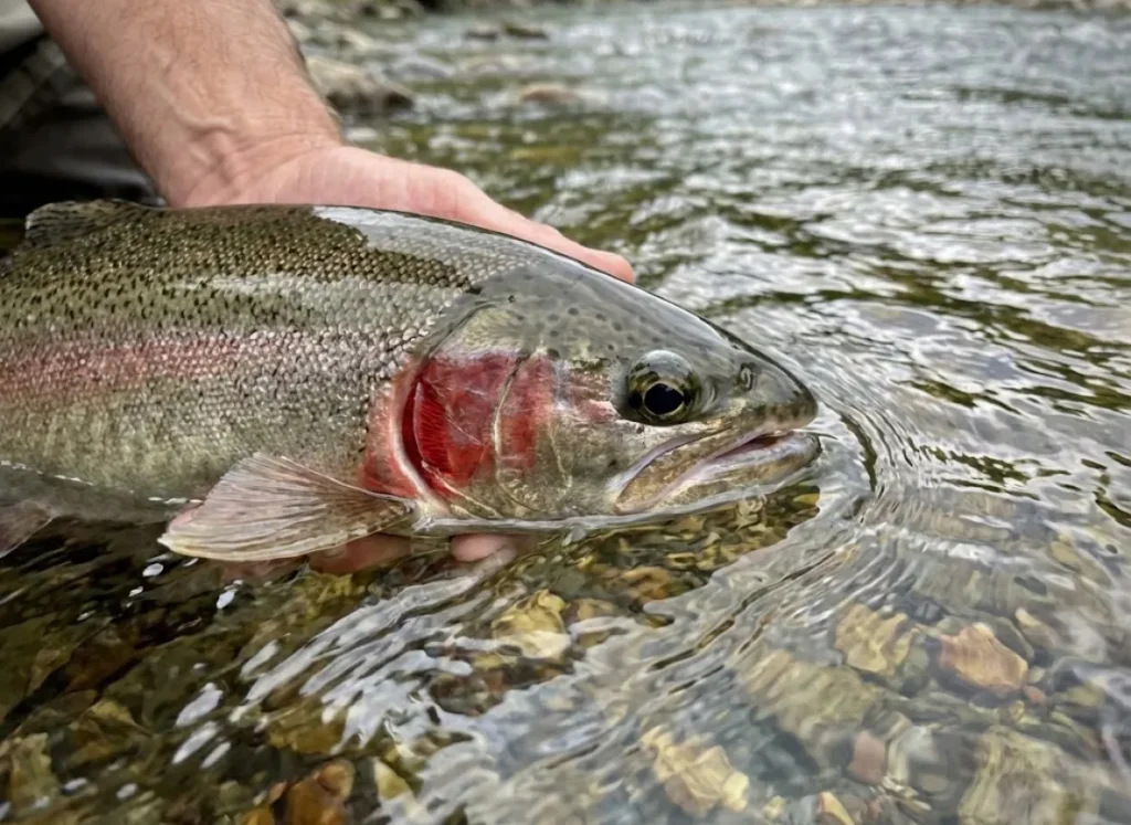 Close-up detail of a fish in the water with gills working, being revived in the current.