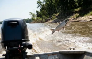 Invasive Fish Species List: Identify, Catch & Remove A large Silver Carp jumping high out of the water in the wake of a fishing boat on a river.