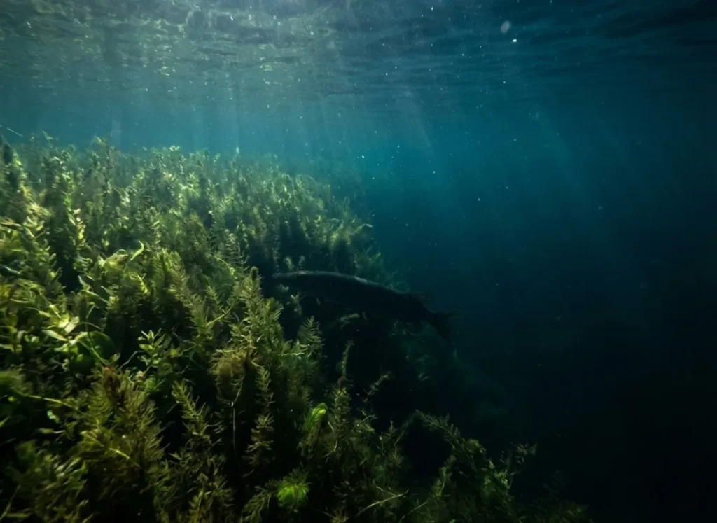 Underwater view of a weed line dropping into deep water with a pike silhouette.