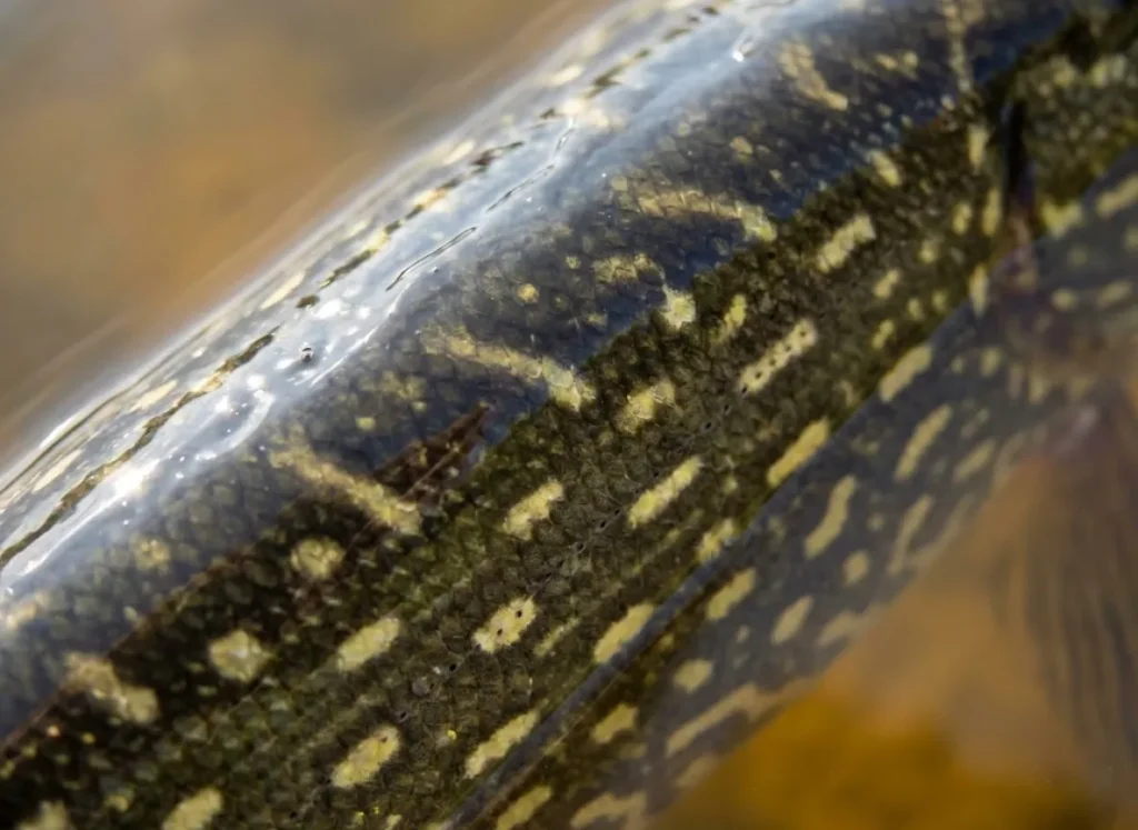 Close-up macro shot of Northern Pike scales showing bean-shaped spots.