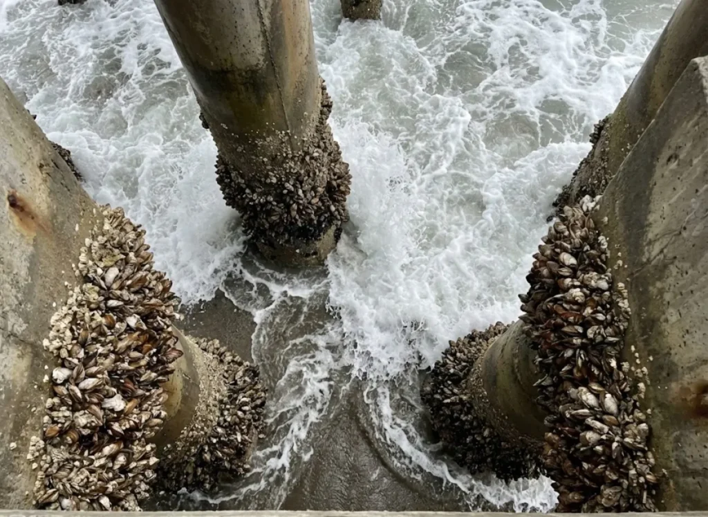 Top-down view from a fishing pier showing waves crashing against mussel-encrusted pilings, highlighting the surf zone habitat.