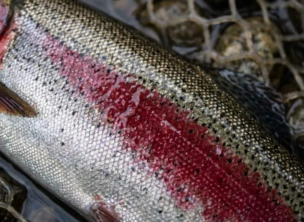 Extreme close-up of rainbow trout scales showing the pink lateral line and black spots.