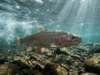 Rainbow Trout Facts: Biological Secrets for Anglers A wild rainbow trout swimming against the current in a clear river, illuminated by underwater sun rays.