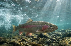 Rainbow Trout Facts: Biological Secrets for Anglers A wild rainbow trout swimming against the current in a clear river, illuminated by underwater sun rays.