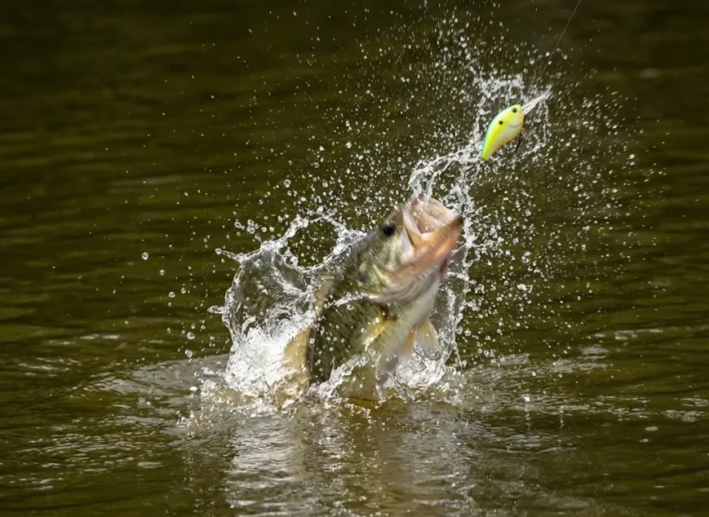Splash and water displacement caused by a bass striking a crankbait.