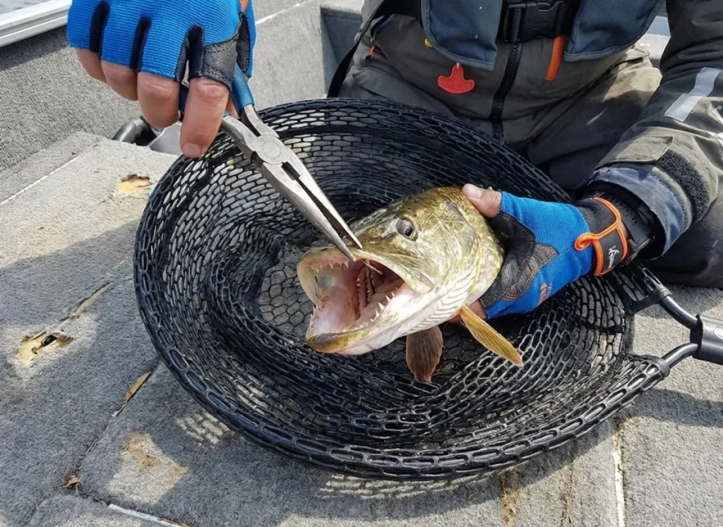 Angler using jaw spreaders and pliers to unhook a Northern Pike in a net.