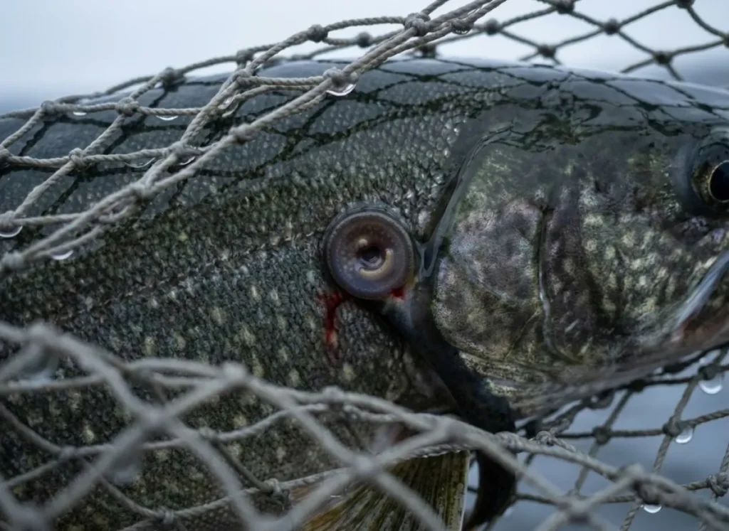 A close-up view of a parasitic Sea Lamprey attached to the side of a native fish.