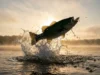 Topwater Fishing Guide: Physics, Lures & Techniques A largemouth bass explosively breaching the water surface to attack a topwater fishing lure during sunrise.