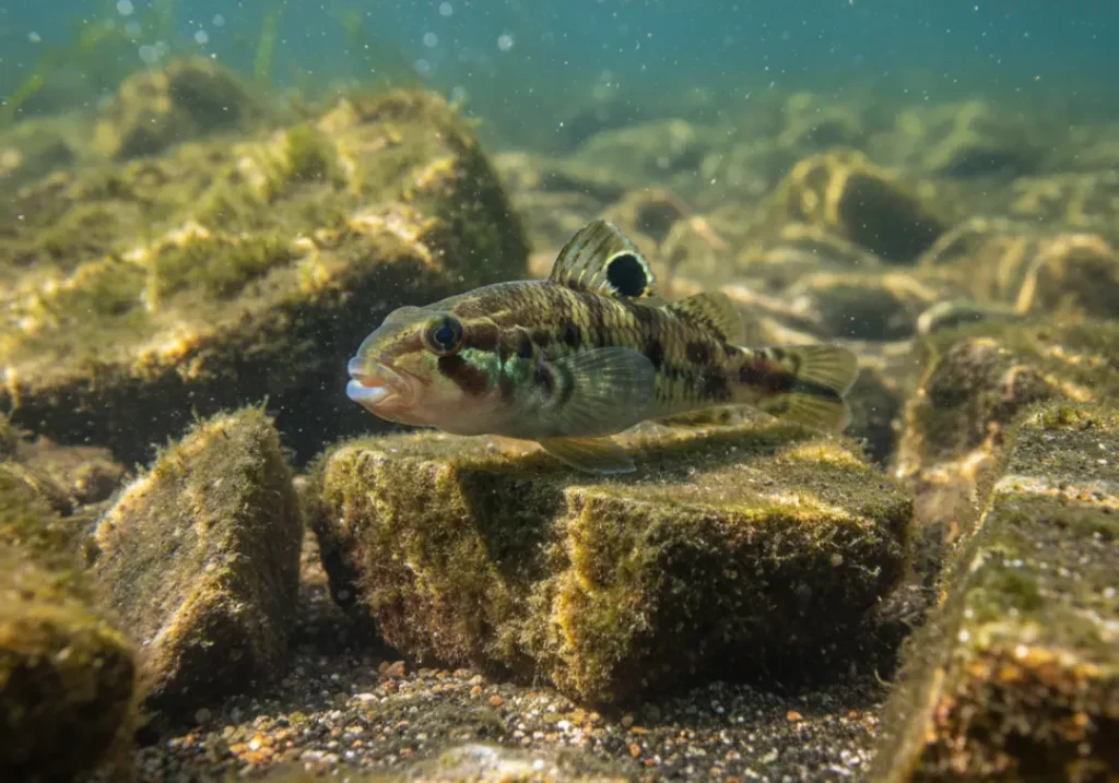 A clear underwater photo of an invasive round goby fish on a rocky bottom, suitable for an identification guide.