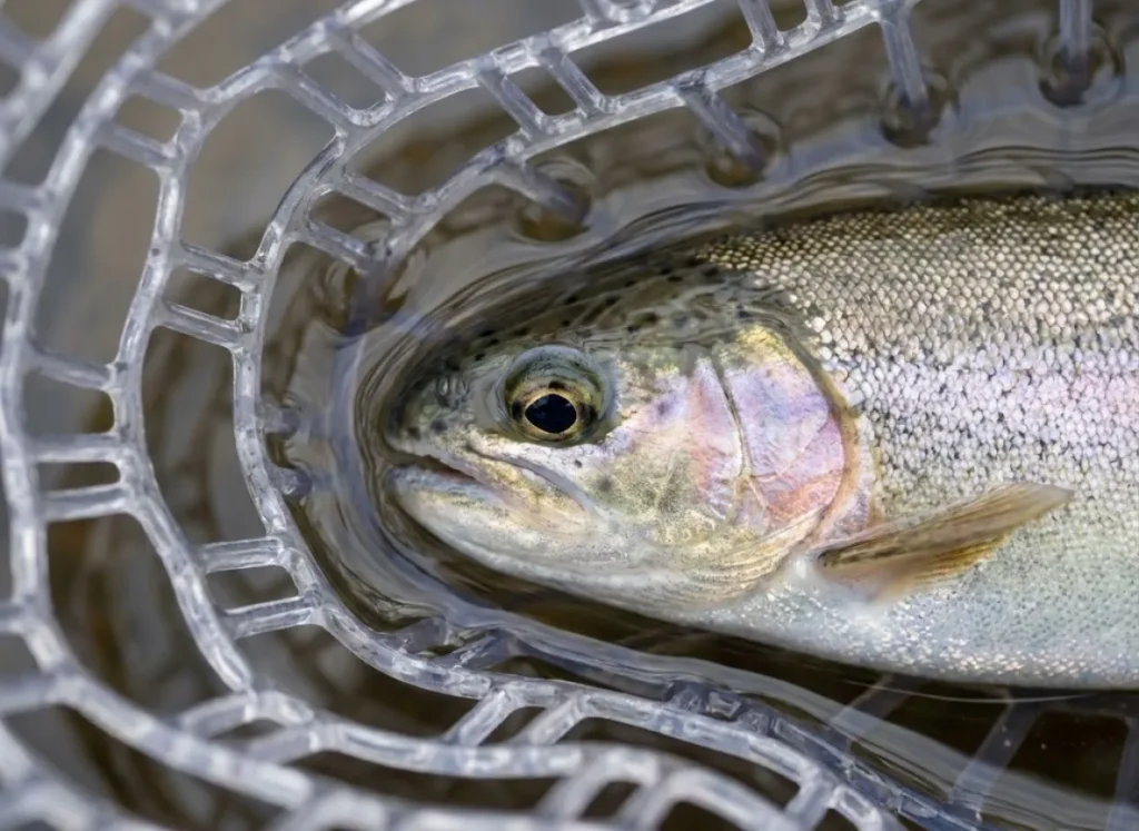 Close up of a trout resting safely in a clear rubber ghost mesh net to protect its slime coat.