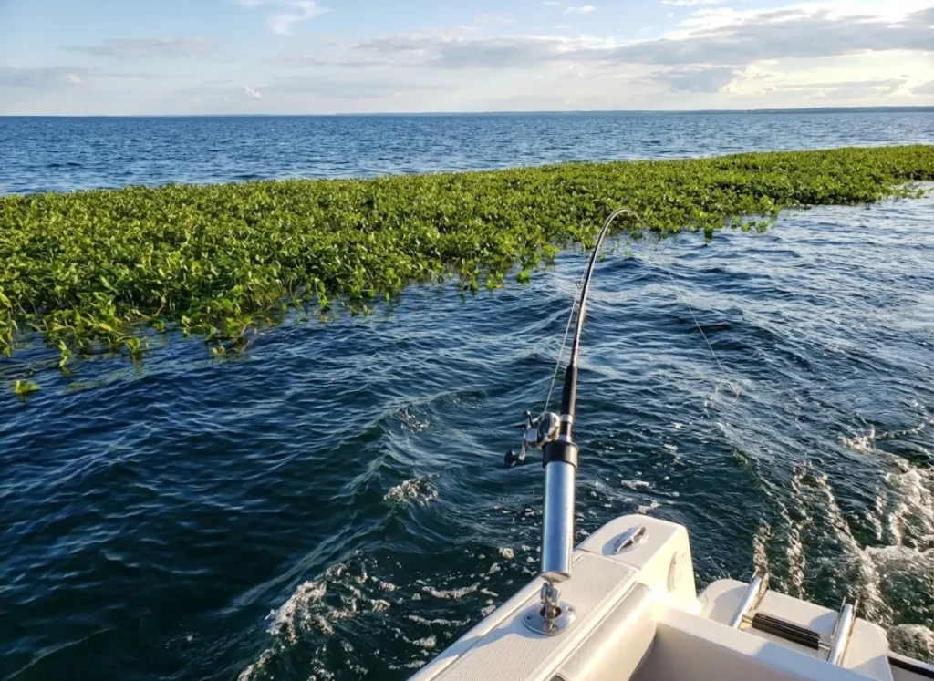 Fishing boat trolling along a deep weed edge for summer walleye.