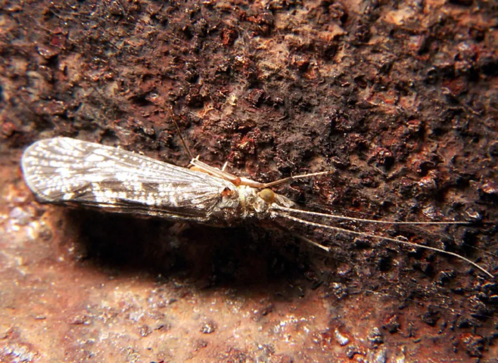 Caddisflies (Trichoptera)