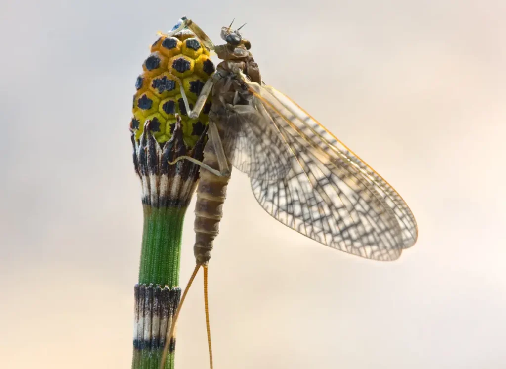 Mayflies (Ephemeroptera)
