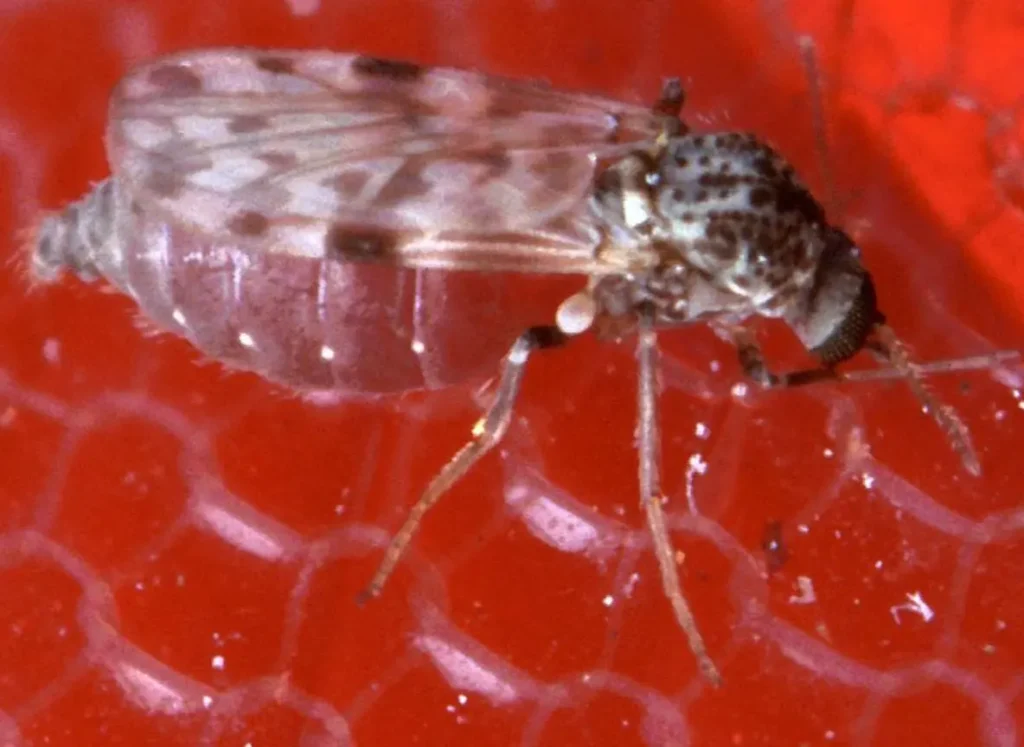 Midges (Diptera)