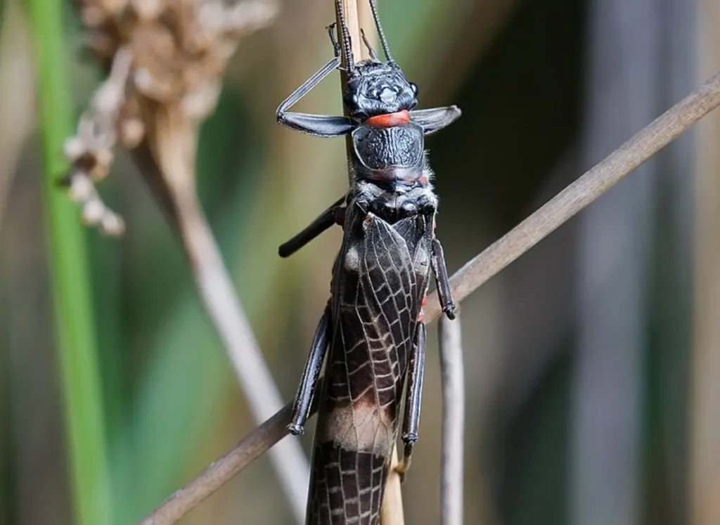 Stoneflies (Plecoptera)