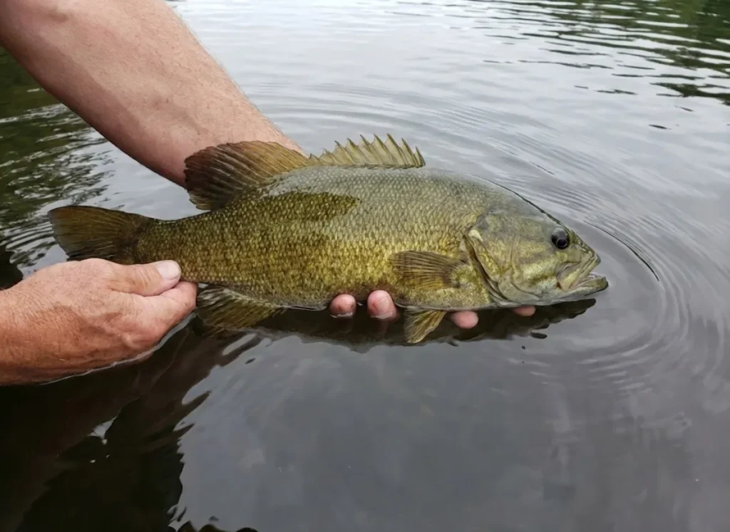 Angler gently releasing a trophy smallmouth bass back into the water.