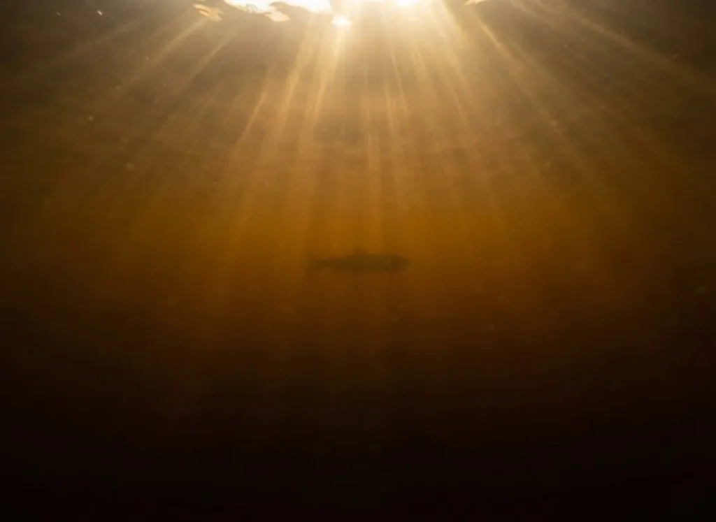 Underwater view looking up at sunlight filtering through dark, tea-colored river water, creating shafts of light that fade into darkness.