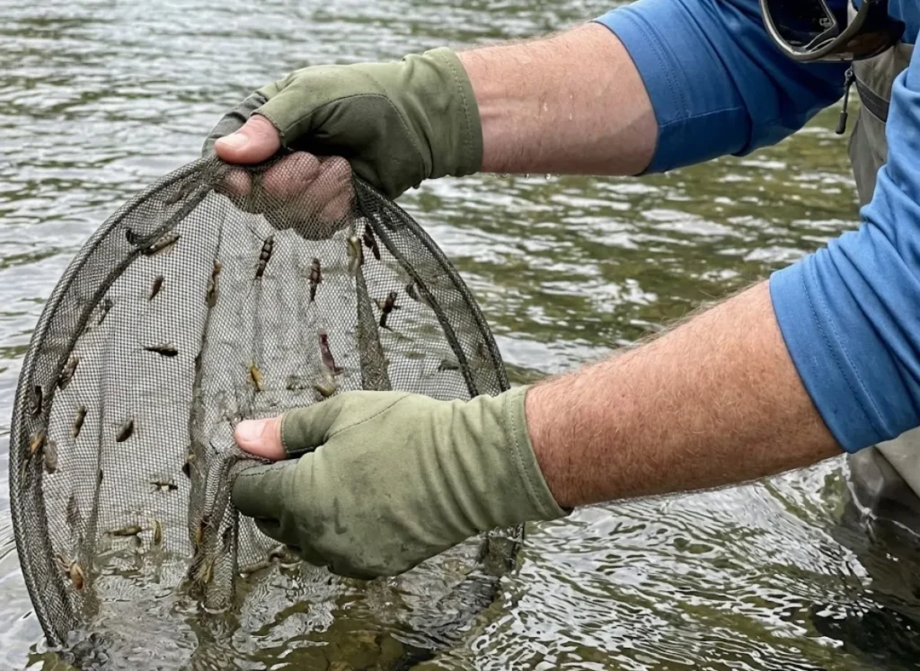 Close-up of a seine net in a river collecting aquatic insect larvae and nymphs for identification.